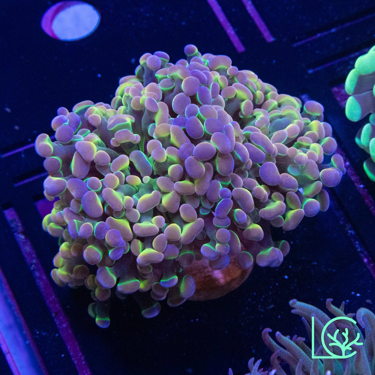 LC Extreme Rainbow Hologram Hammer WYSIWYG