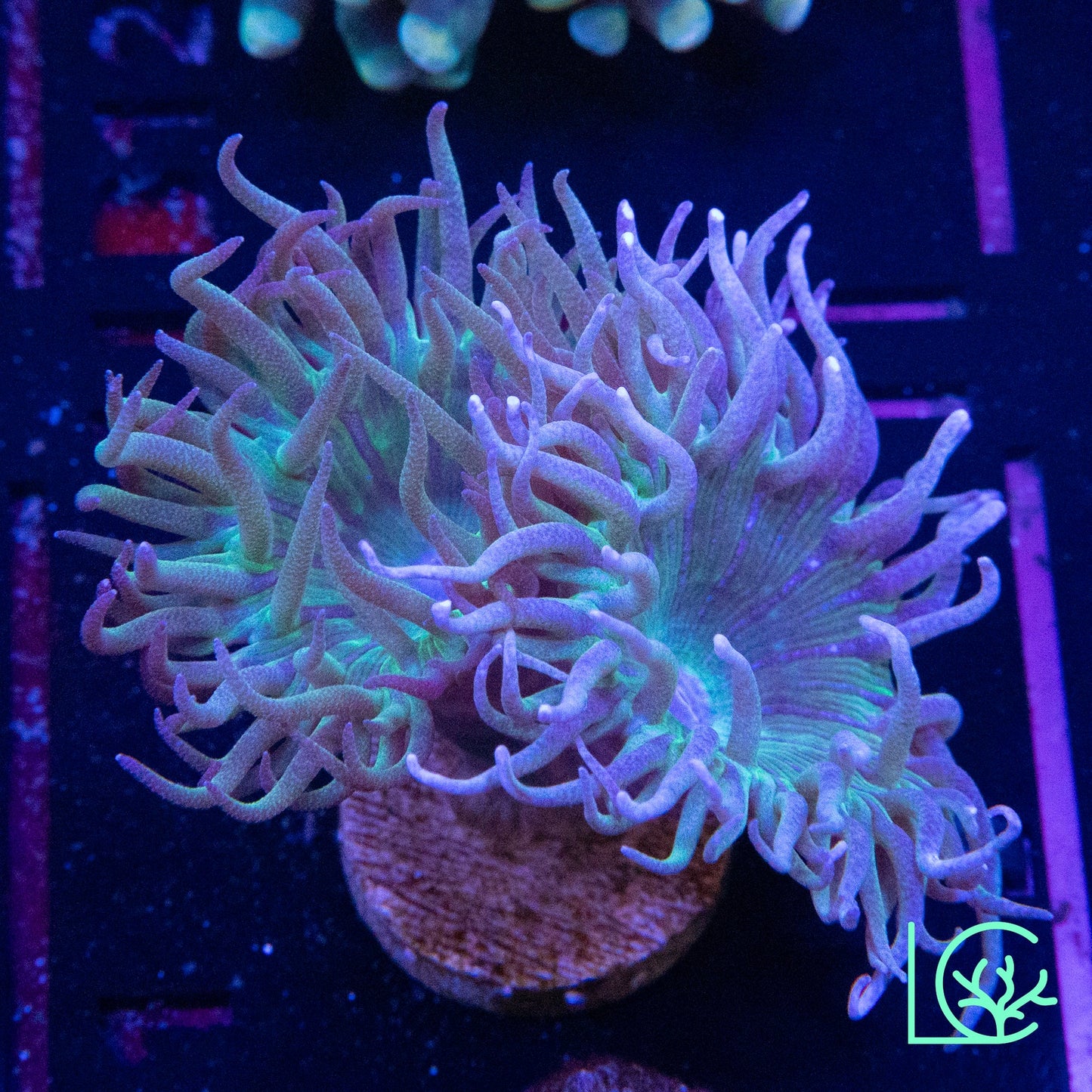 LC Legendary Duncan WYSIWYG