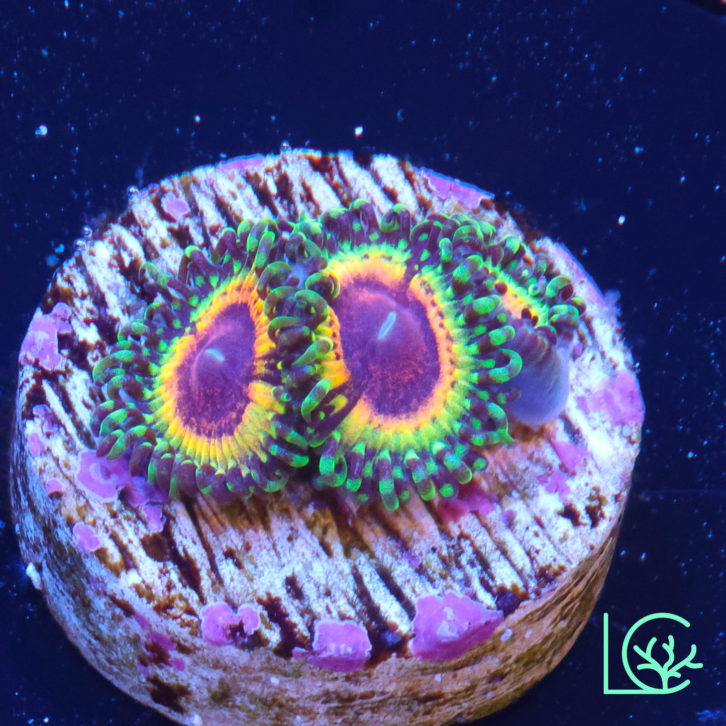 Little Shop of Horror Zoa WYSIWYG