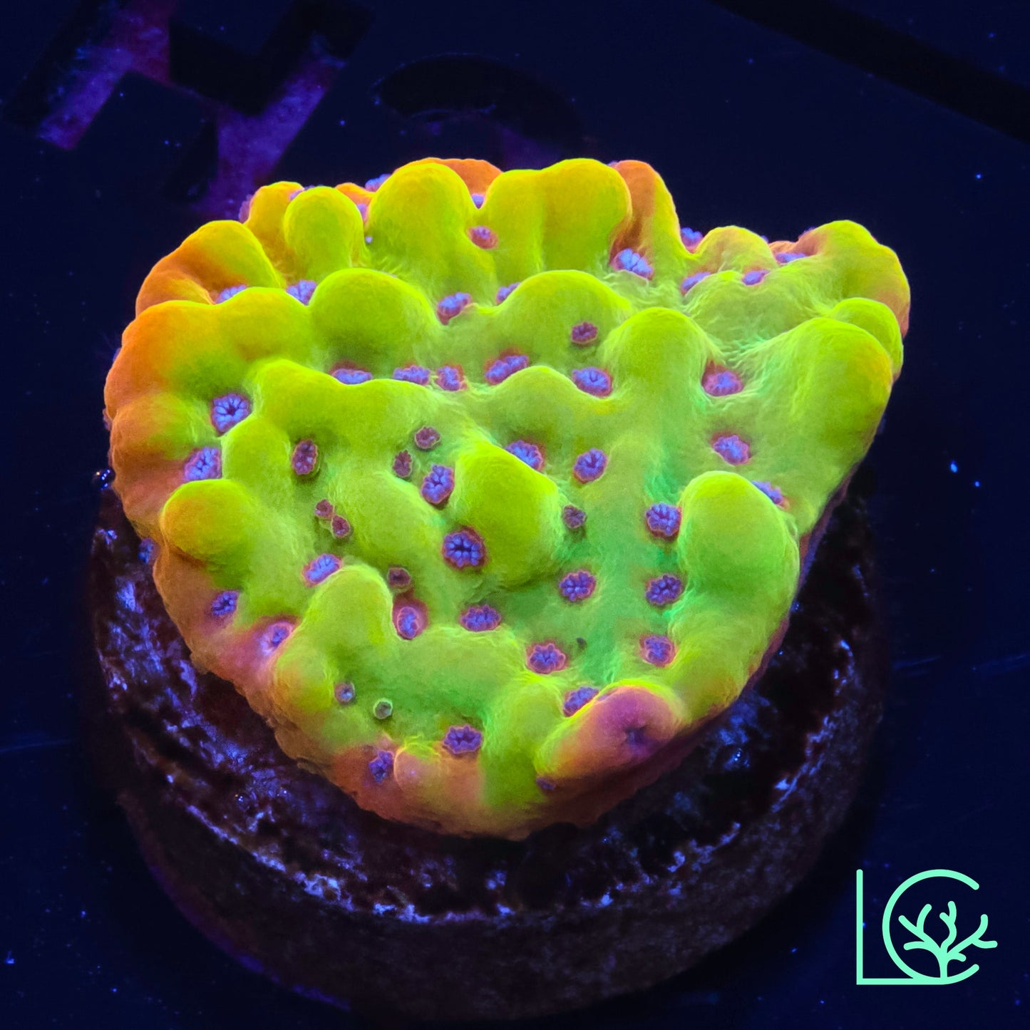 TSA Beast Montipora WYSIWYG