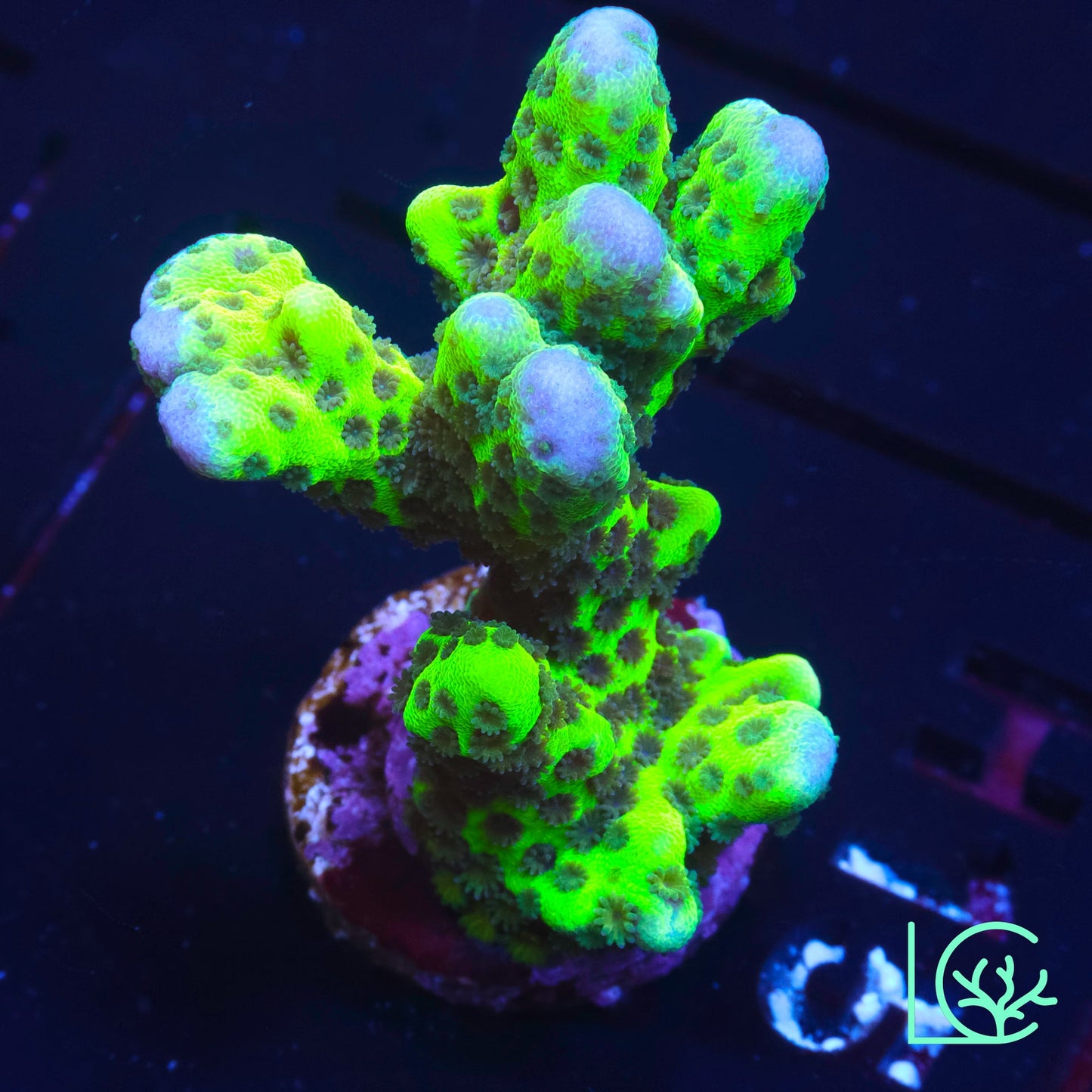WWC Slimeball Anacropora WYSIWYG