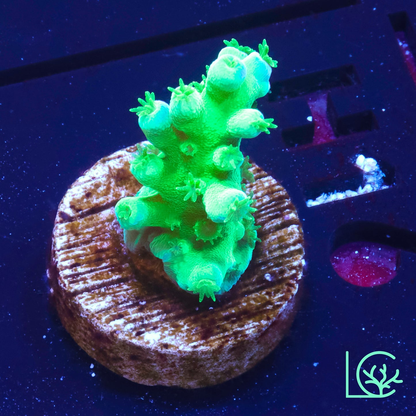 ORA Frogskin Acropora WYSIWYG