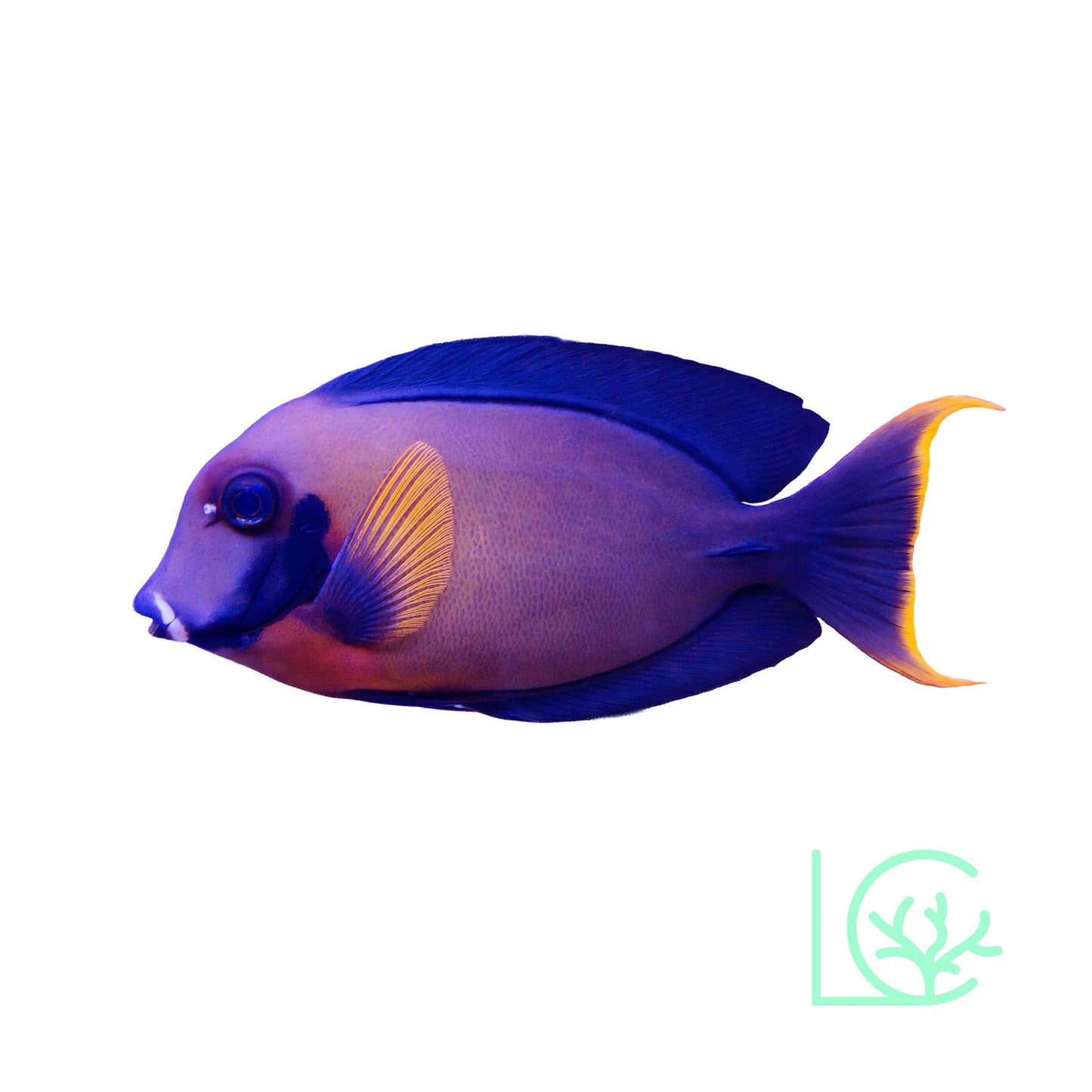 Chocolate Tang