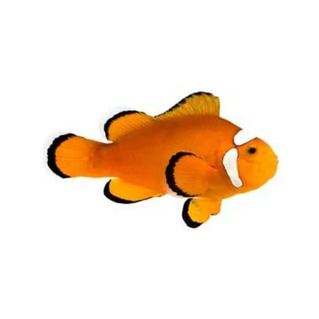 Extreme Misbar Clownfish