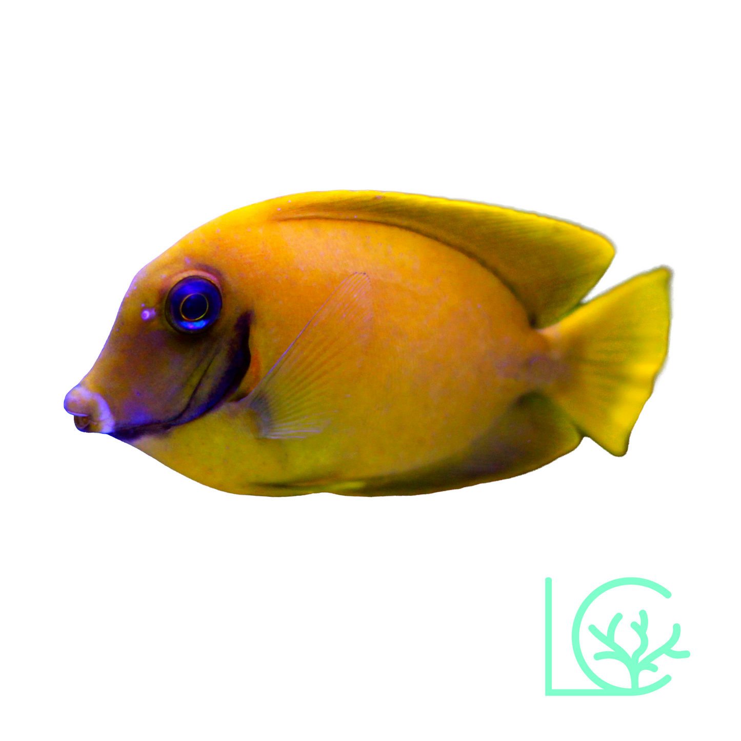 Lemon Peel Mimic Tang
