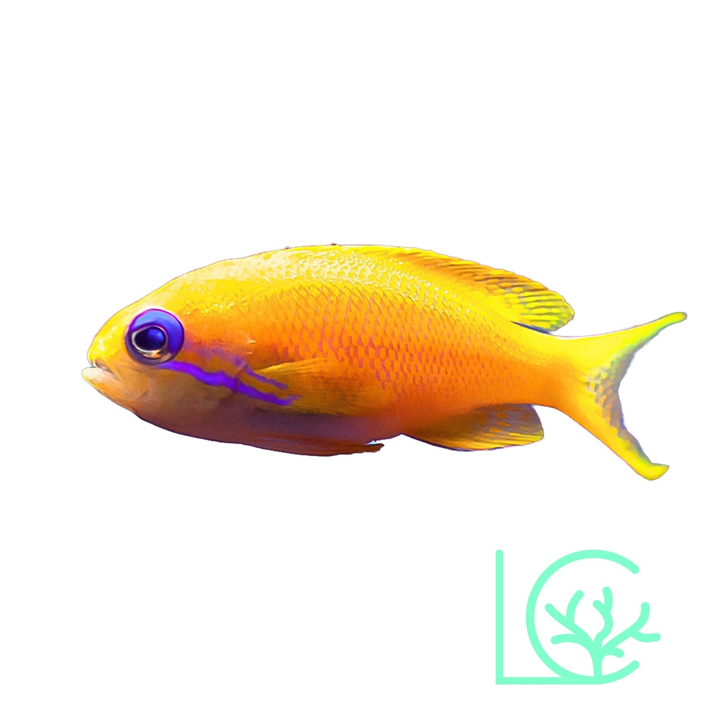 Lyretail Anthias