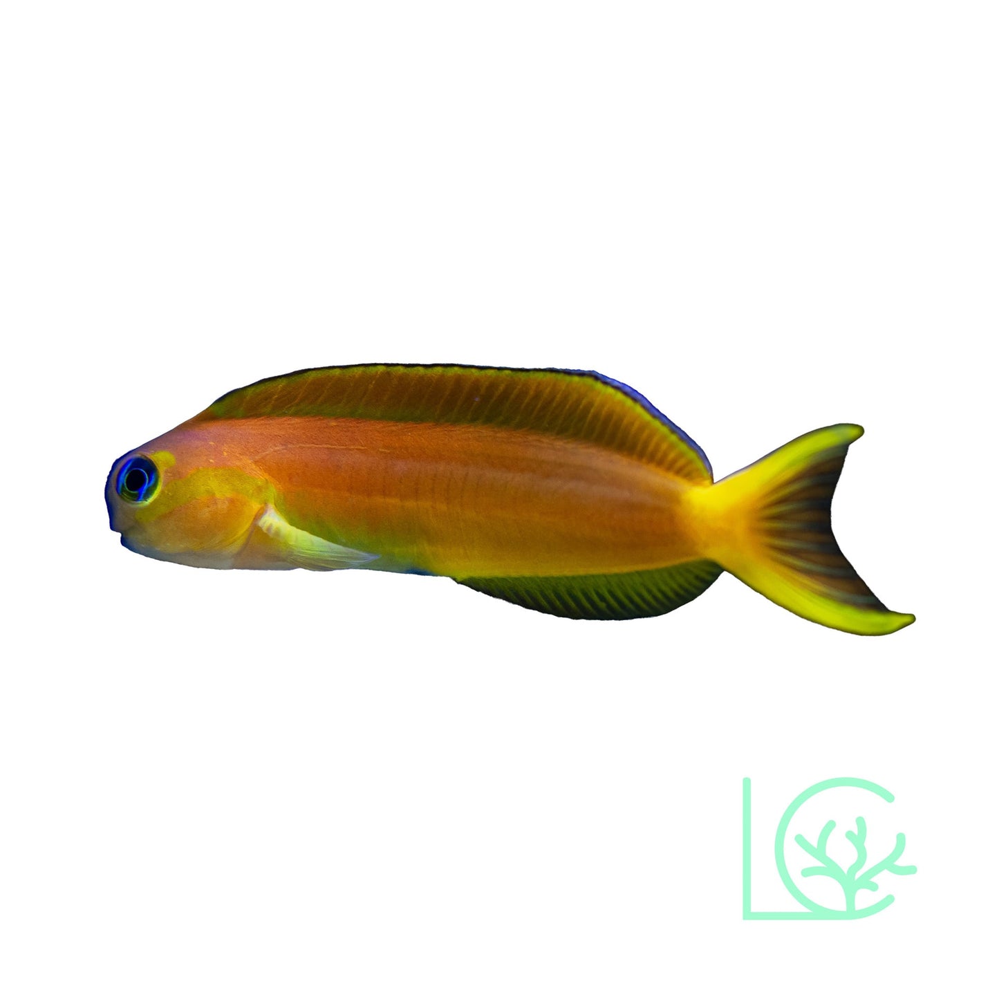 Midas Blenny