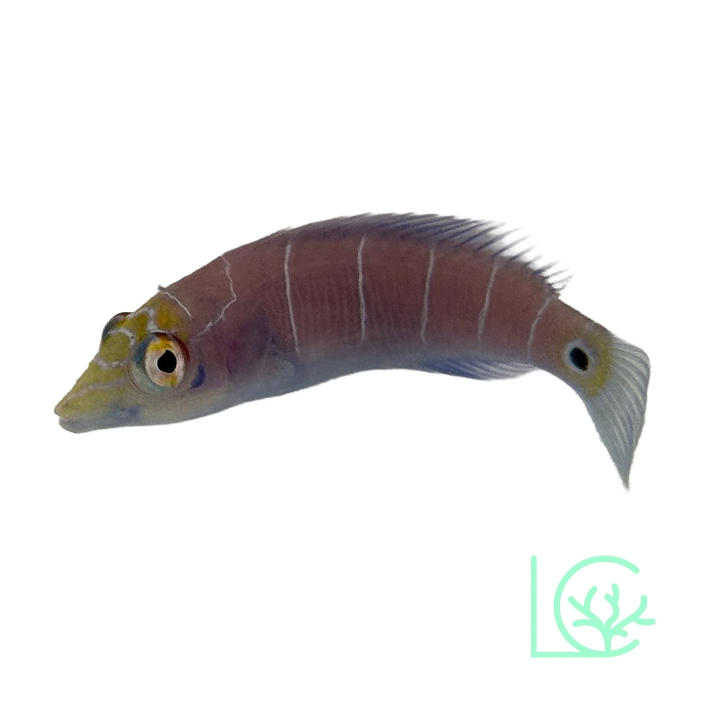 Mystery Wrasse