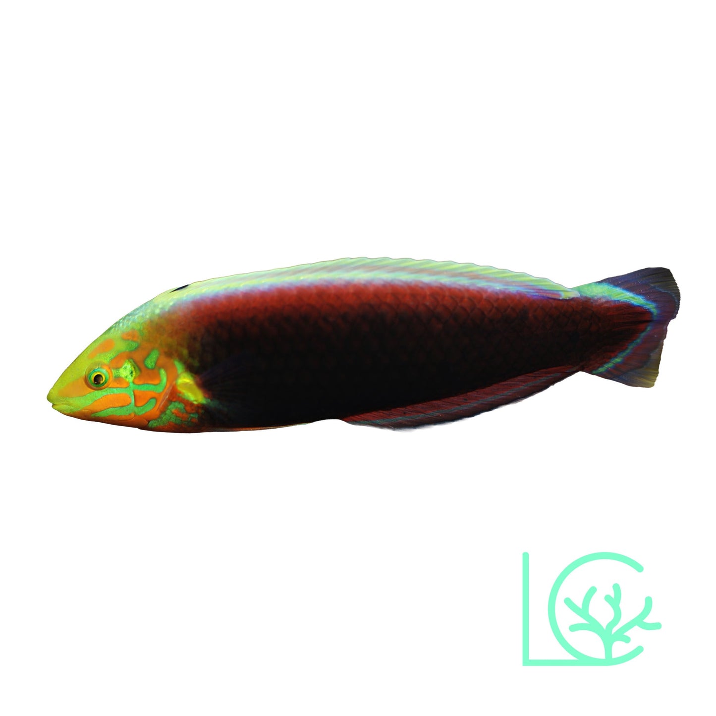Radiant Wrasse