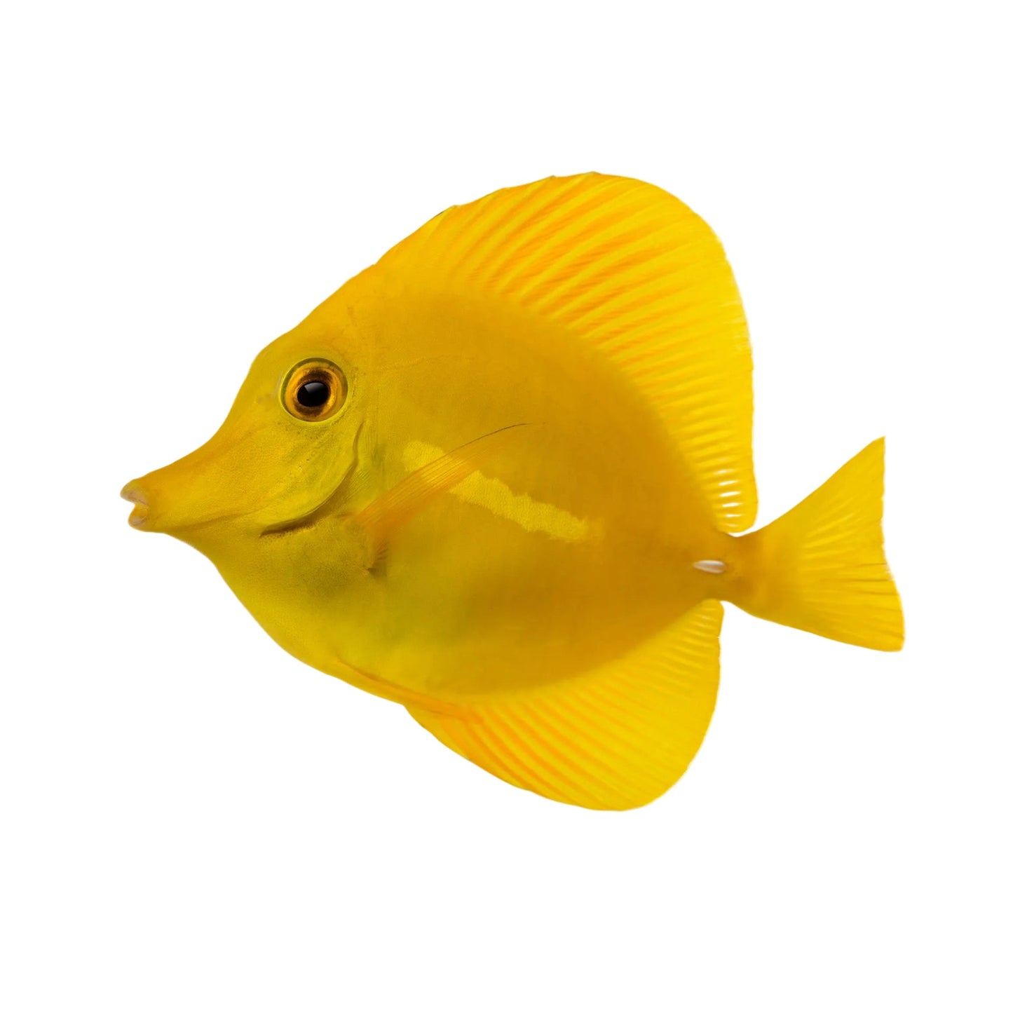Biota Yellow Tang