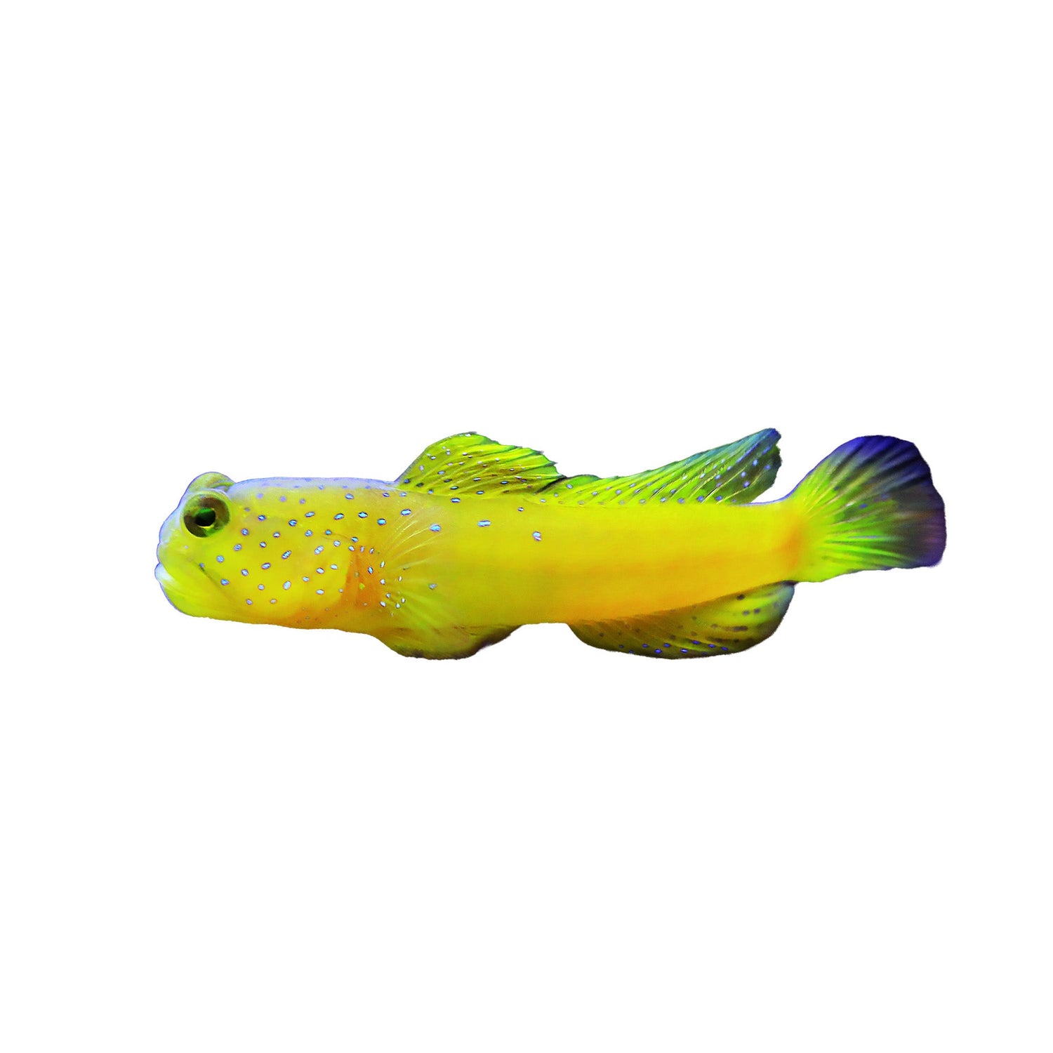 Gobies