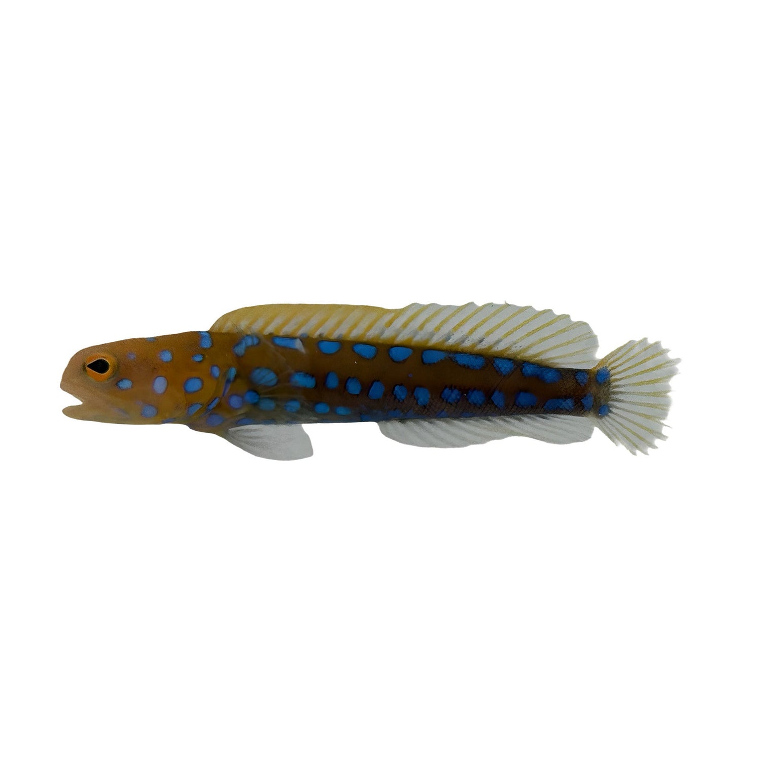 Jawfish