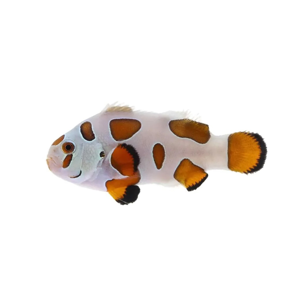 Clownfish