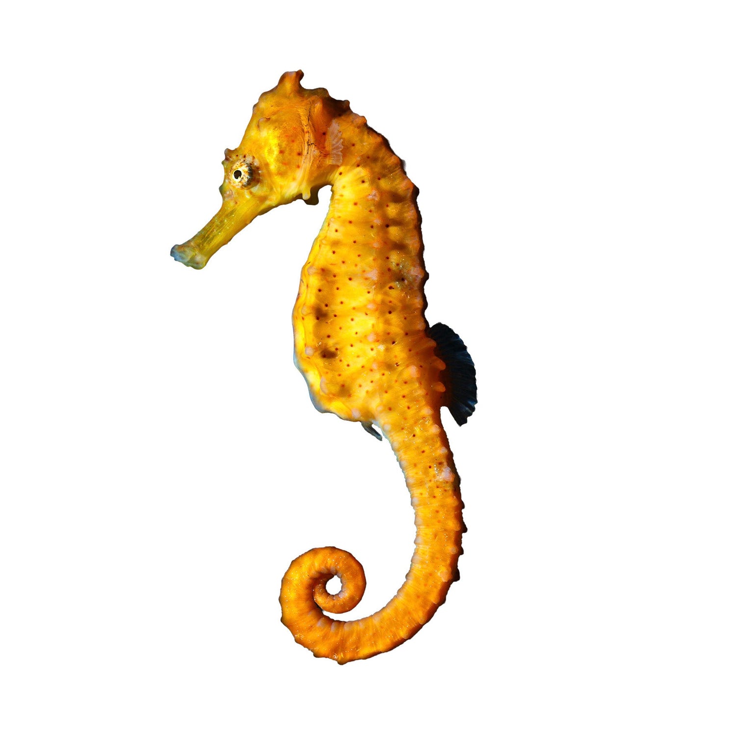 Seahorses