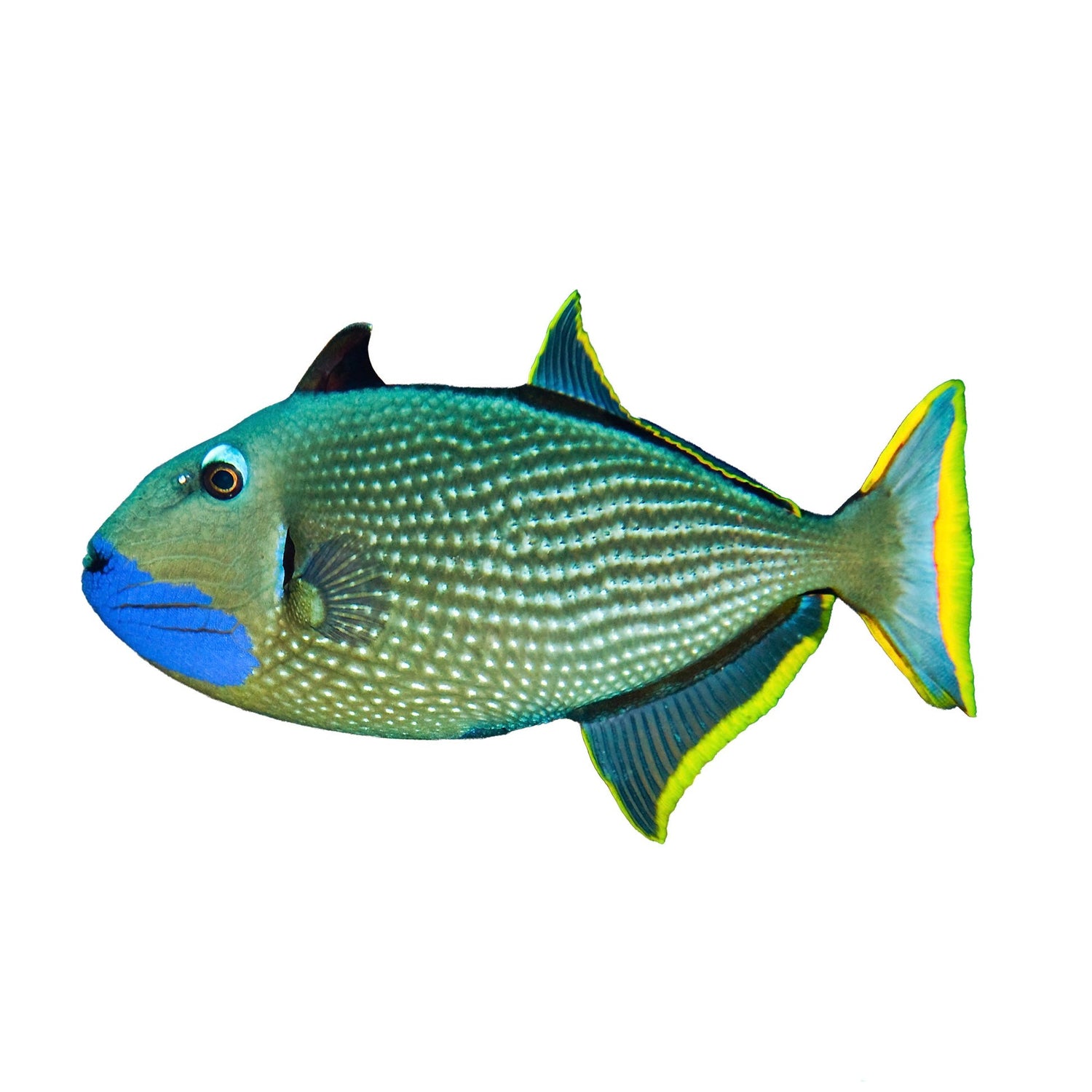 Triggerfish