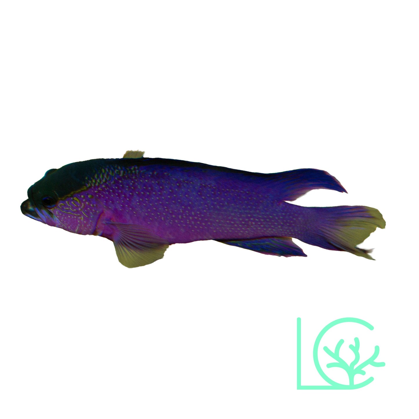 Black Cap Basselet