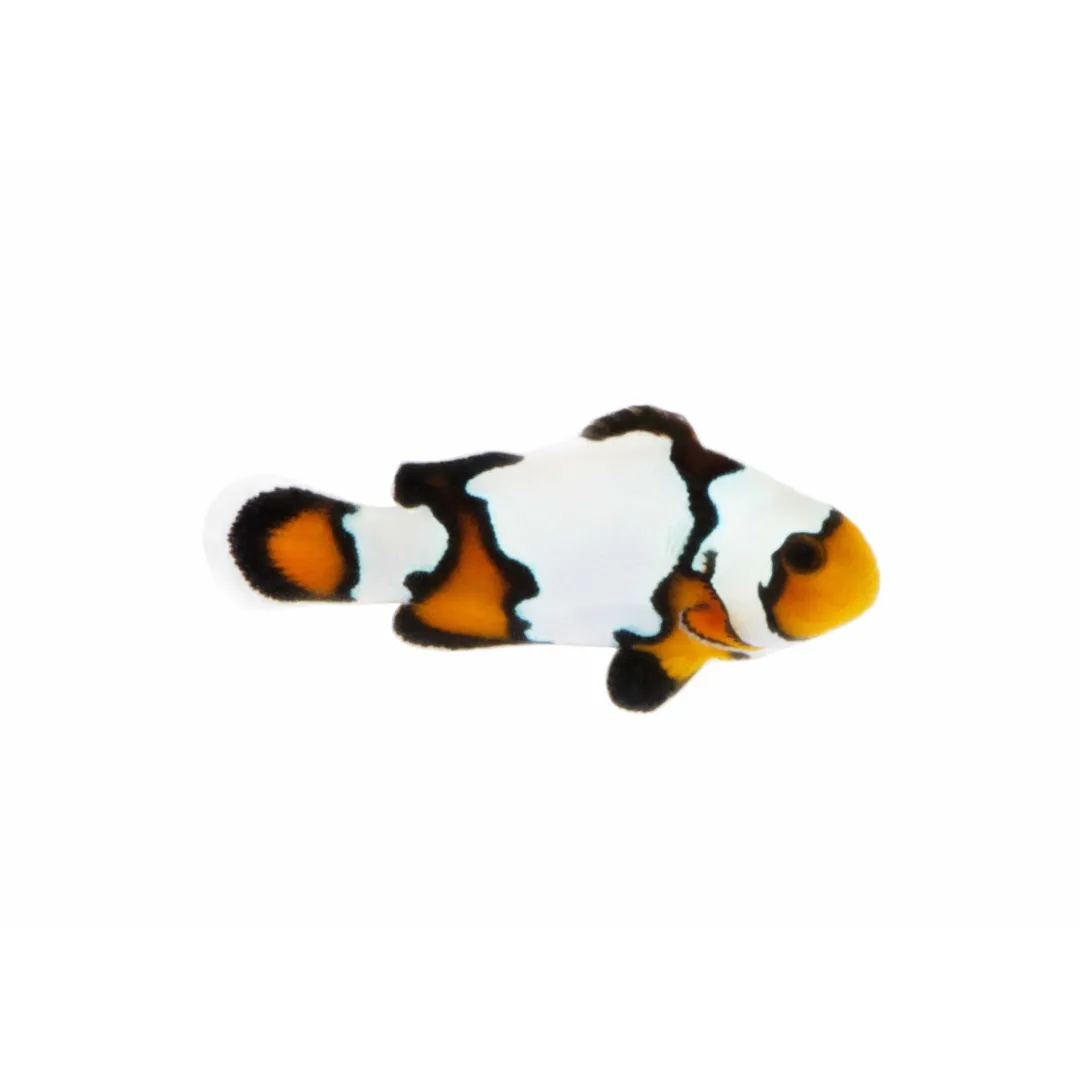Black Ice Snowflake Clownfish