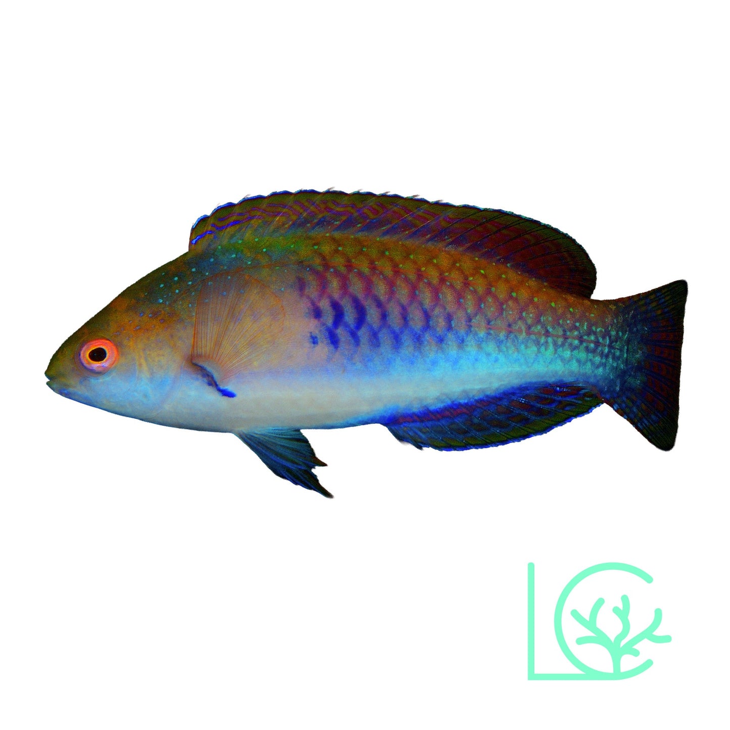 Blue Sided Fairy Wrasse