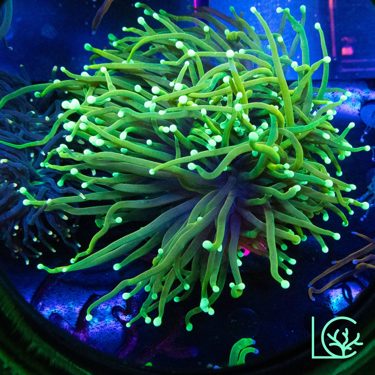 LC Indo Gold Torch Colony WYSIWYG