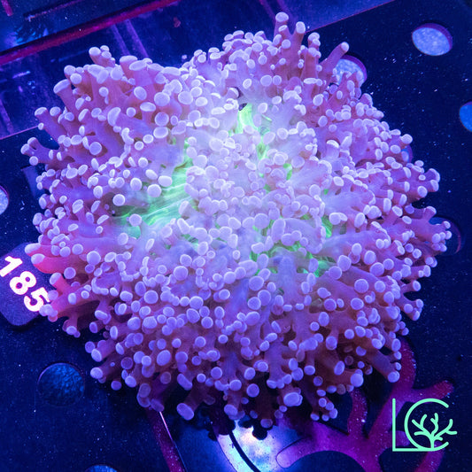 Aussie Kingspawn WYSIWYG