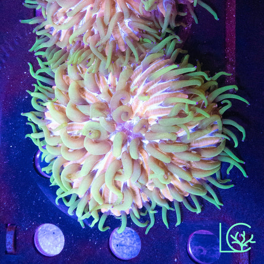Large LC Aquaman Plate WYSIWYG