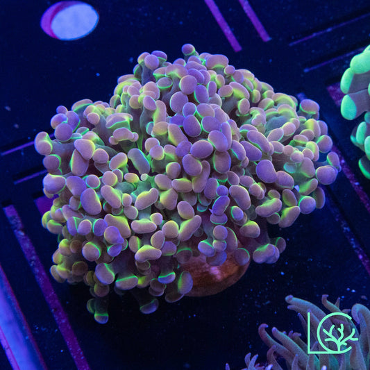 LC Extreme Rainbow Hologram Hammer WYSIWYG