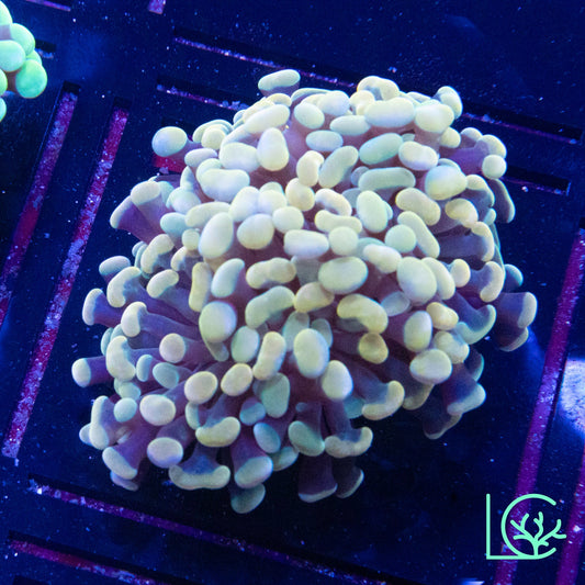 LC Holy Grail Cosmic Branching Hammer WYSIWYG