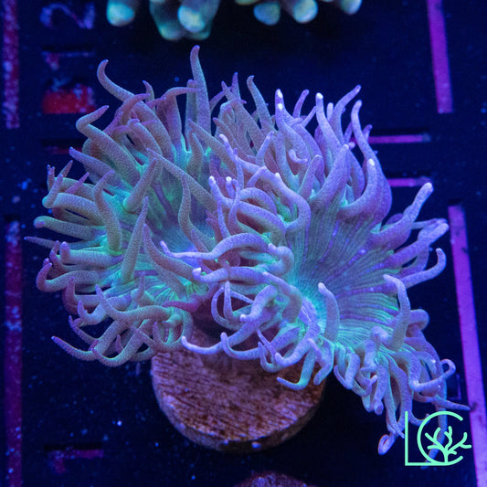 LC Legendary Duncan WYSIWYG