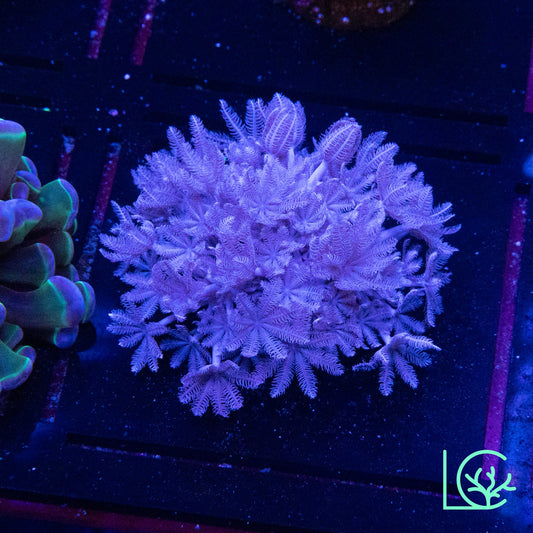 Pulsing Xenia WYSIWYG