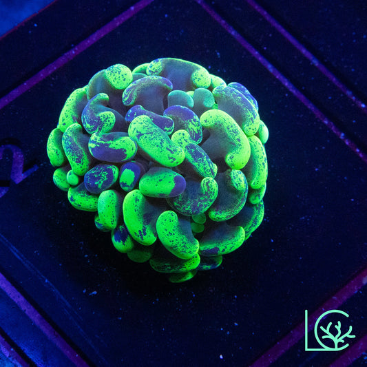Toxic Green Splatter Hammer WYSIWYG