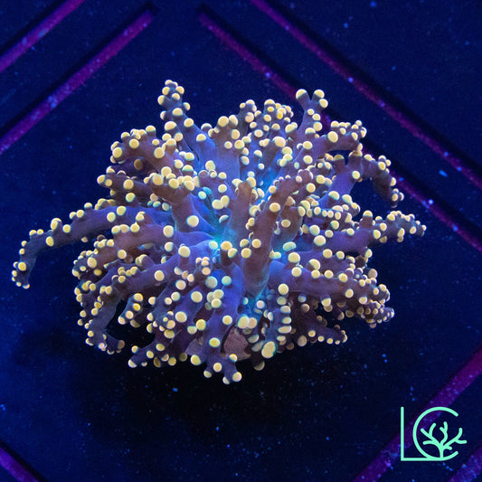 LC Peach Tip Octospawn WYSIWYG