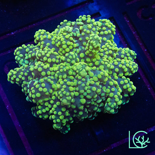 Yellow Toxic Octospawn WYSIWYG