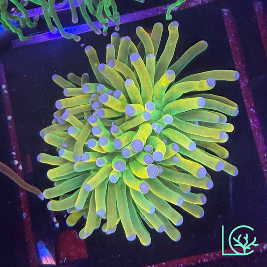 Yellow Holy Grail Torch WYSIWYG