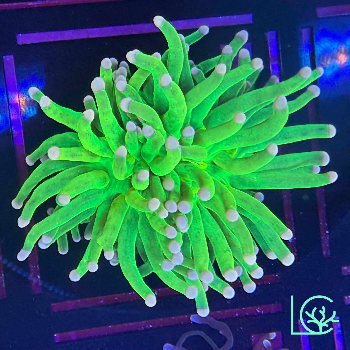 Pink Tip Holy Grail Torch WYSIWYG