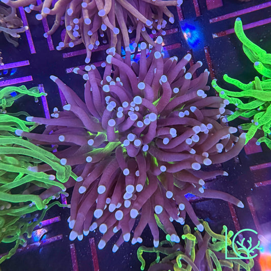 Blue Tip Joker Torch WYSIWYG