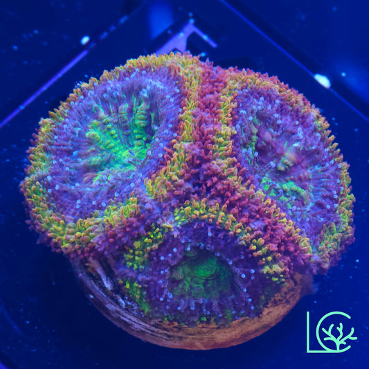 Ultra Hot Rainbow Acan WYSIWYG