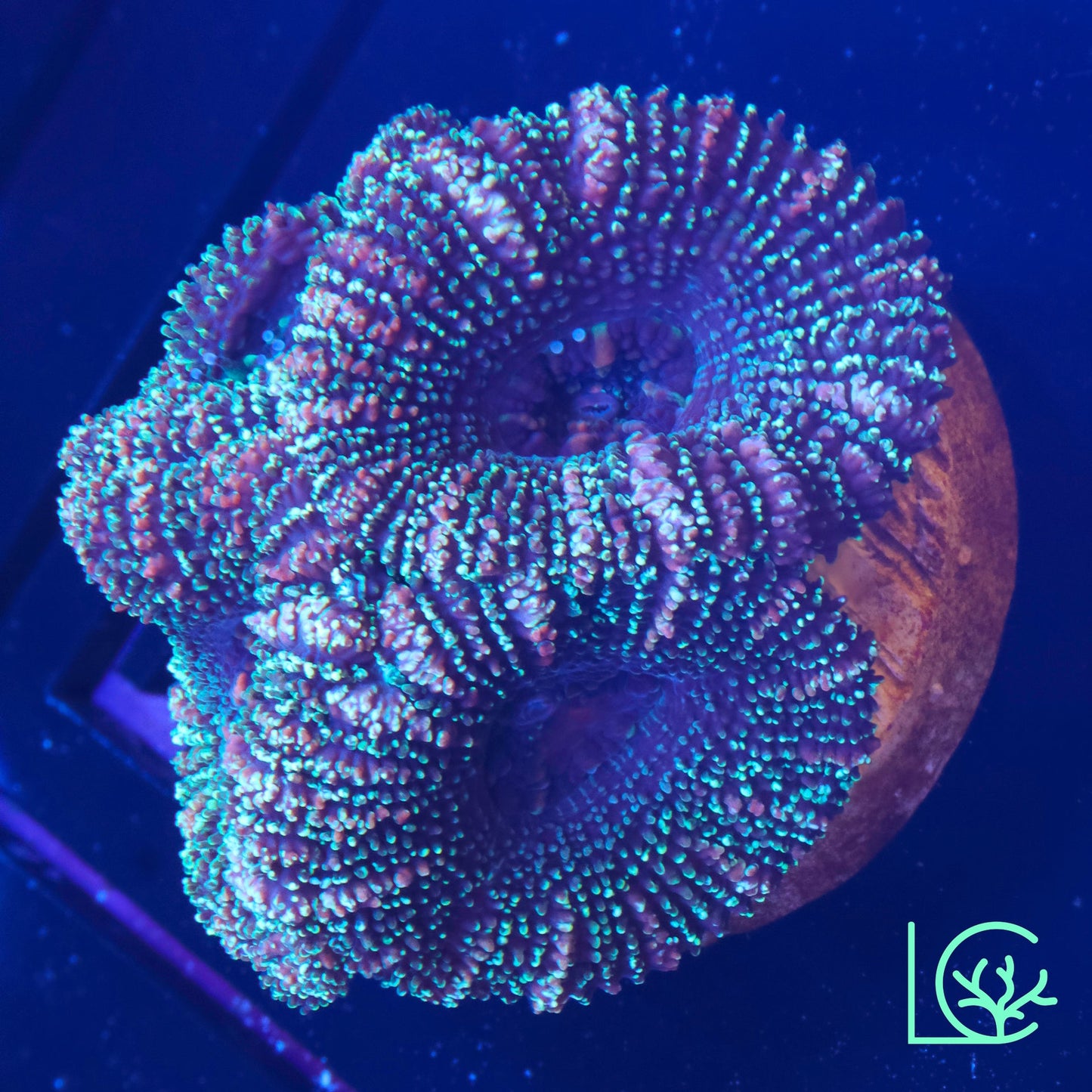 LC Dark Matter Acan WYSIWYG