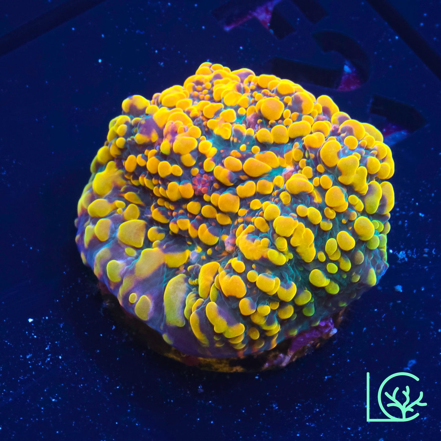 CC Cloudberries Chalice WYSIWYG