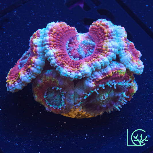 LC Rainbow Acan WYSIWYG