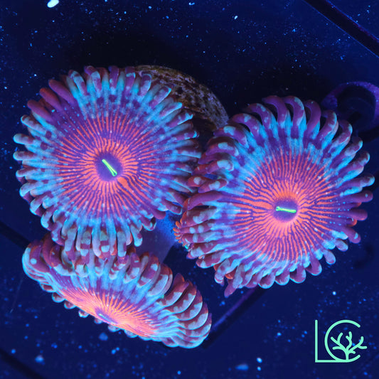 White Zombie Zoa WYSIWYG