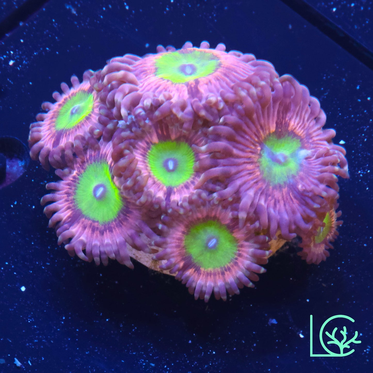Pink Hippos Zoa WYSIWYG