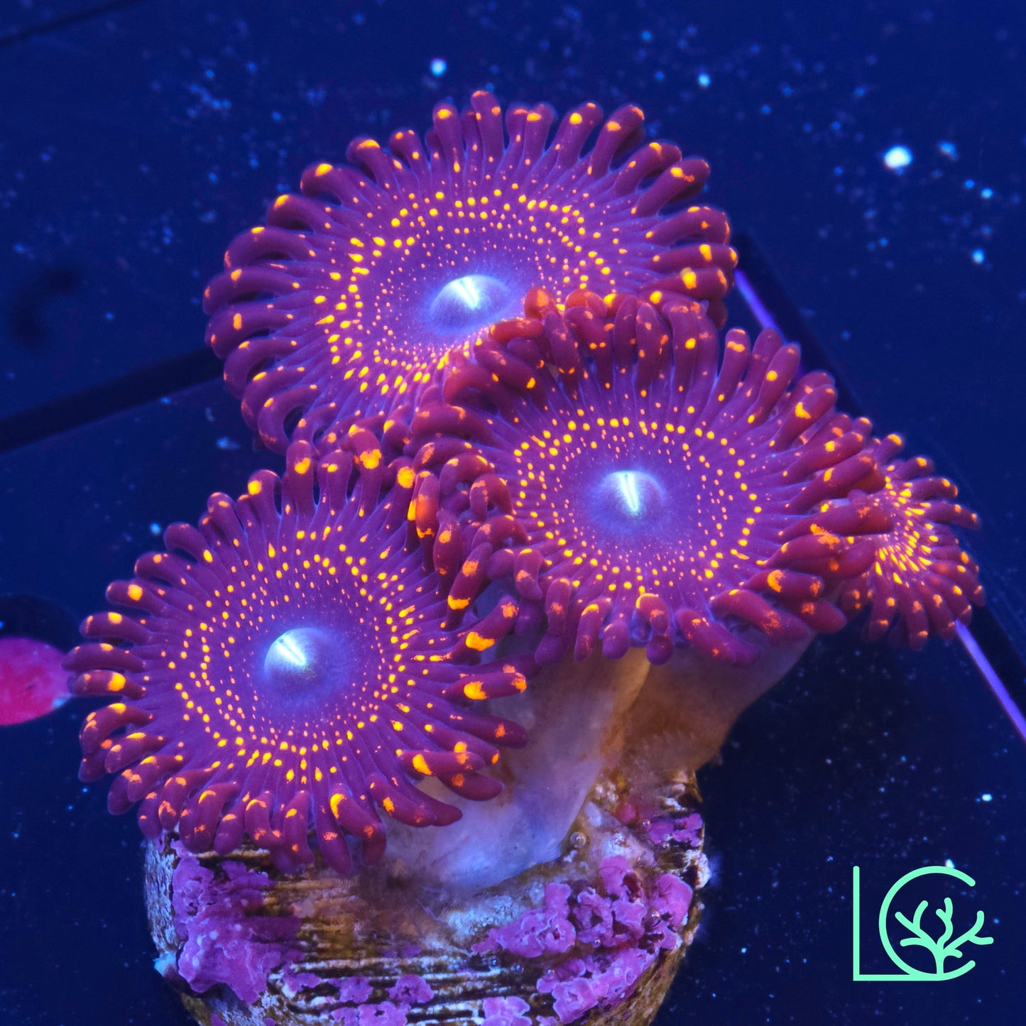 Illuminati Zoa WYSIWYG