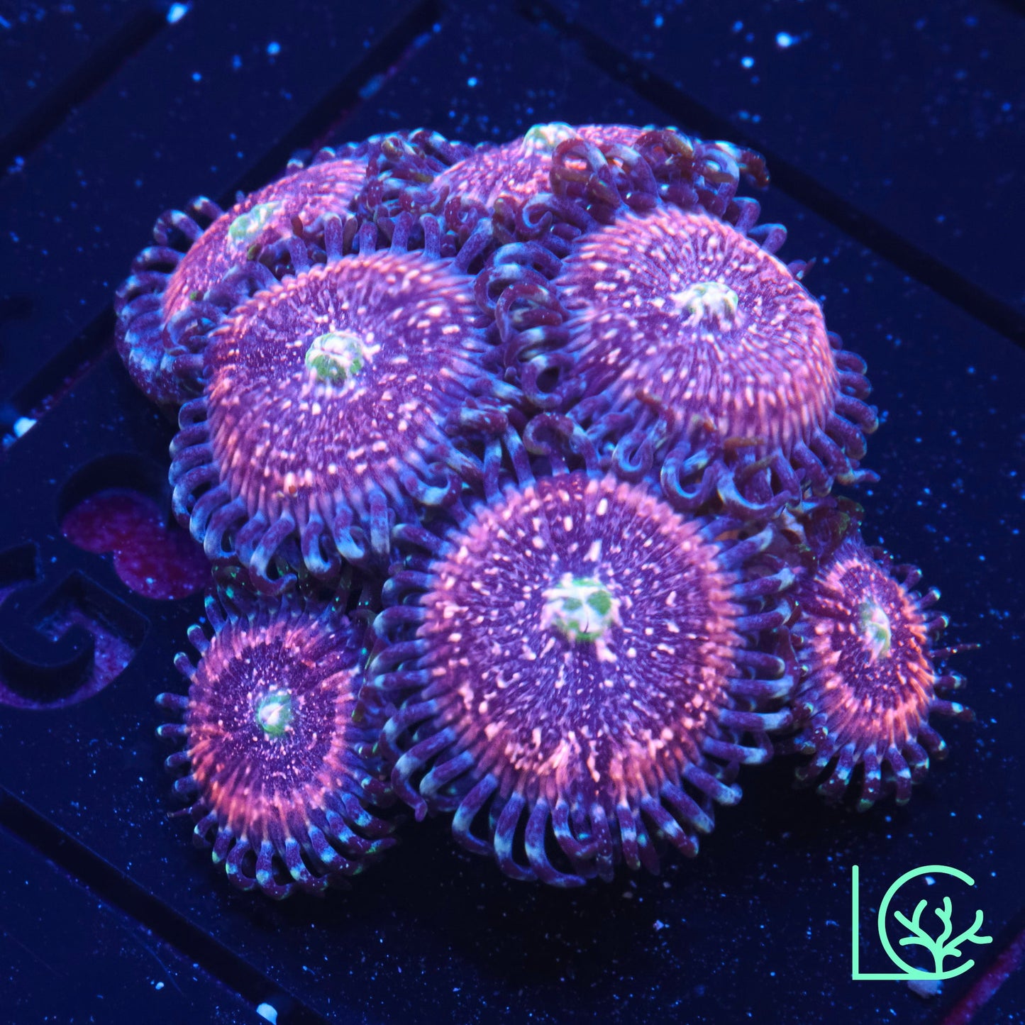 Pink Zipper Zoa WYSIWYG