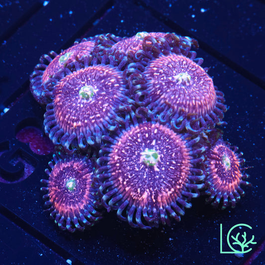 Pink Zipper Zoa WYSIWYG