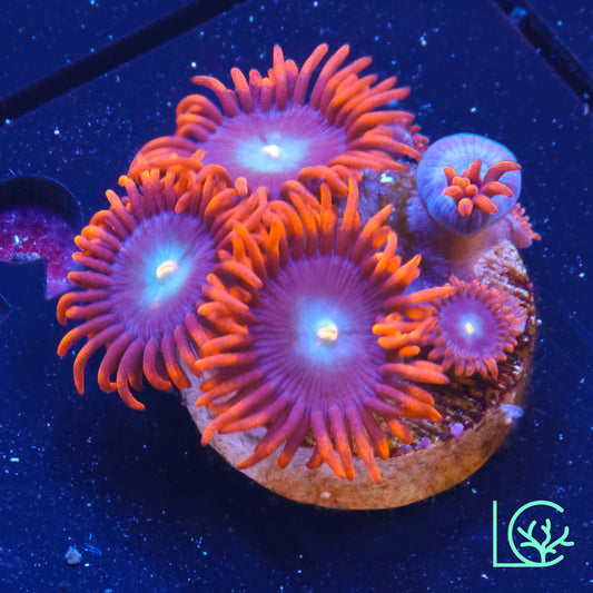 Punk Rocker Zoa WYSIWYG