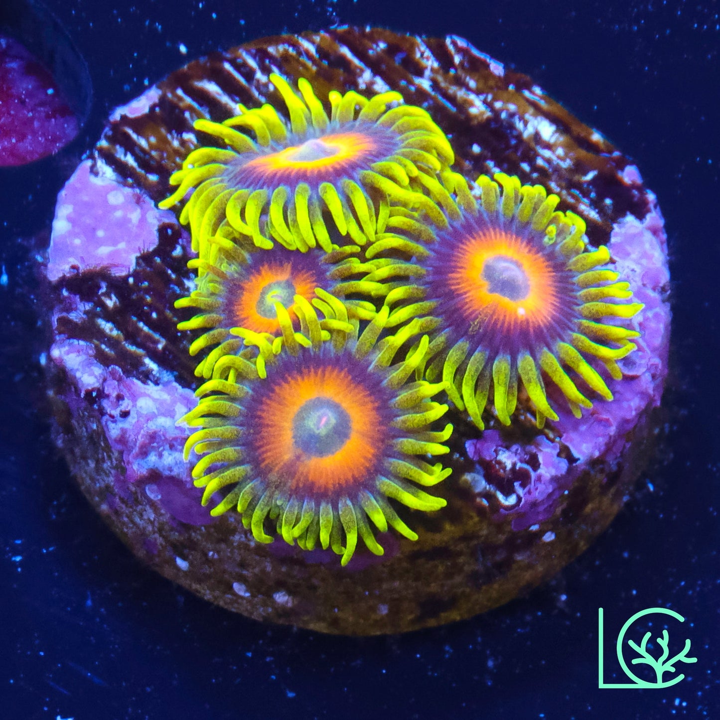 Lazy Lashes Zoa WYSIWYG