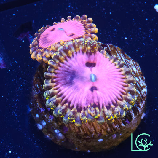 Pink Diamond Zoa WYSIWYG
