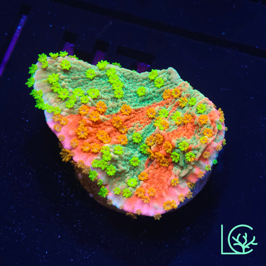 Sunfire Grafted Montipora WYSIWYG