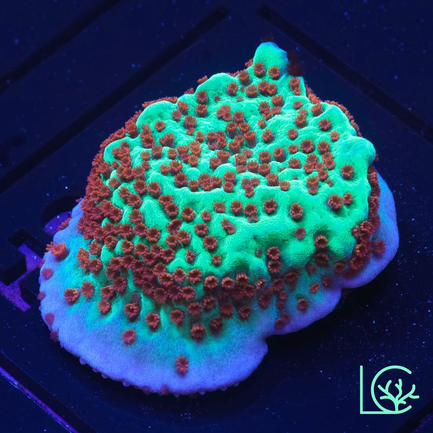 Jedi Mindtrick Montipora WYSIWYG