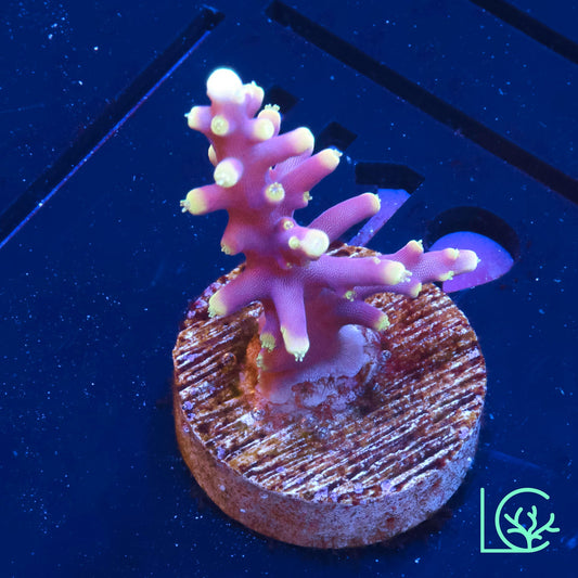 Little Red Ferrari Anacropora WYSIWYG